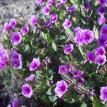 Locusts feed from purple wildflowers 